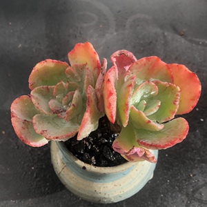 精控舞会红裙老桩冠幅10cm 多肉一物一拍满58包邮(不含边远)
