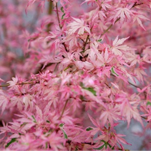 日本进口红枫盆景