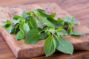 新鲜九层塔 金不换 鱼香草 罗勒叶 三杯鸡配料 东南亚菜泰国香料