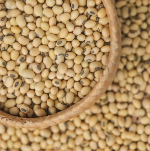 乐作|云南老种黄豆椭圆黑脐豆非圆形豆香浓郁可做豆浆豆芽 500克