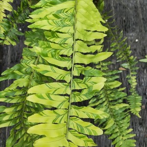 进口油画波斯蕨盆栽老虎蕨虎斑肾蕨锦叶 植物绿植盆栽室内外阳台