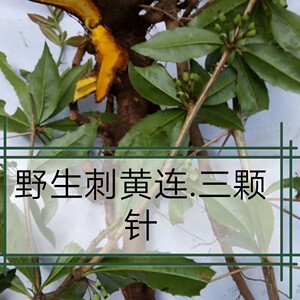 晒干野生原药三颗针 中药材三棵刺黄连刺黄柏土黄莲500包邮泡水