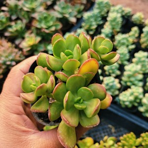 多肉植物,达摩宝珠状态好皮实好养.新疆哈密发货.包邮包损