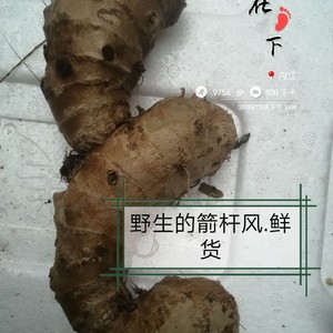 中药材野生新鲜山姜根 中草药箭杆风九龙盘九 箭杆枫姜叶500g包邮