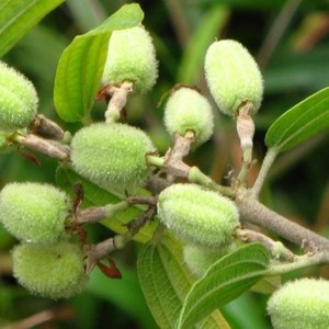 新鲜野外自生山油麻根假油麻坡油麻假芝麻油麻甲整株岗芝麻石秤砣