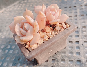 roye多肉植物馆双头小可爱粉嫩雪域老桩带杆子控养精致盆栽可拍照