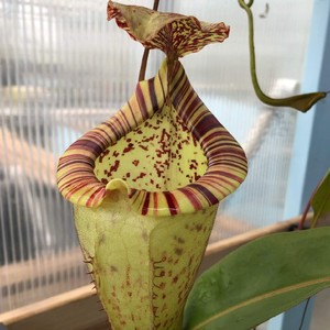 斑豹圣杯猪笼草 be-3886