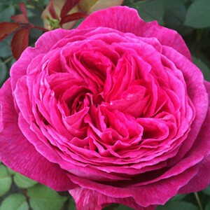 男爵夫人卡罗琳(freifrau caroline)月季 扦插苗浓香丰花 阳台