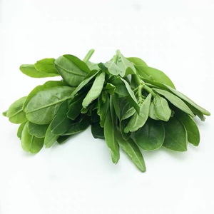 新鲜人参叶 野菜土人参叶 做菜打边炉特色蔬菜人参叶东洋菜.500克