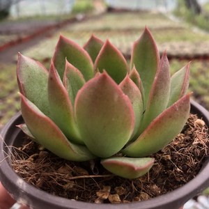 宠物及园艺 园林业 园林植物 仙人掌及多肉植物 吉赛尔多肉