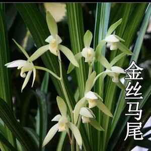正品建兰 四季素心兰花苗 金丝马尾 出售兰草室内绿植花卉盆栽