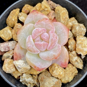 雪莲杂 梦之雪透粉小单头 一物一拍精品多肉植物尚栽花店杂交品种