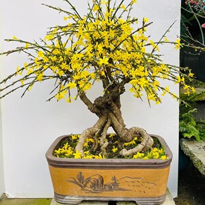 三台迎春花盆景