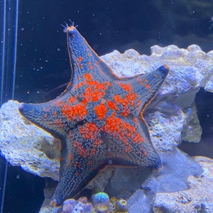 迷你海洋生物观赏动物活的翻砂小海星派大星