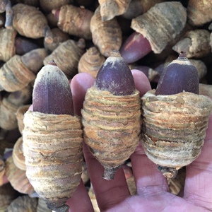 狗鞭果新货狗鞭果风流果猪仔粒毛毛果500克包邮