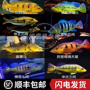 三间鱼苏里南满天星横带七间申古三间帝王三间蓝帆眼斑巴西亚三间