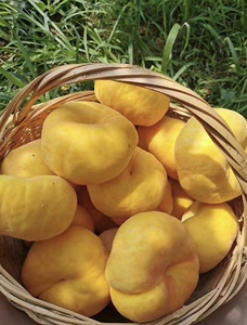 黄金奶油蟠桃桃子水果新鲜当季整箱5斤彩虹蟠桃纽扣扁毛盘桃蒙阴