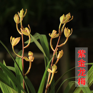 兰花 建兰【紫金龙梅】 兰花苗四季兰 办公室花卉盆栽植物室内盆.