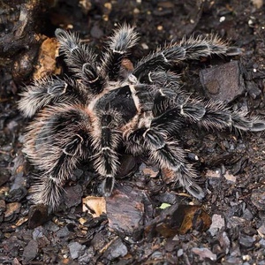 新手宠物蜘蛛  巴西所罗门1cm 大体型活体宠物 成体20