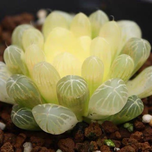 【琥珀玉露】稀有玉露锦神仙颜值十二卷系稀有品种新手好养活多肉