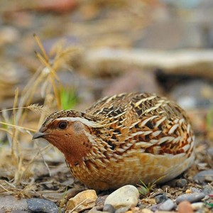 精品斗鹌鹑宠物斗架鹌鹑红胡斗架鹌鹑白胡斗架鹌鹑手玩鹌鹑