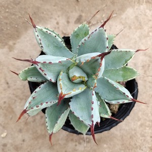 龙舌兰植物贝壳龙