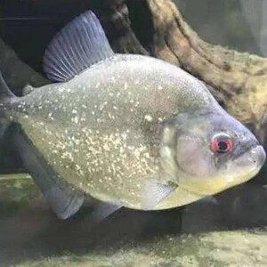 秘鲁黑食钻黑普黑钻黑黄钻辛古水虎武士胭脂黑斑南美加拉辛虎皮鱼