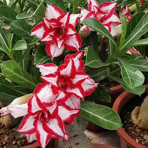 台湾园中园沙漠玫瑰《法拉利》2021年5月发货 根茎4-6厘米