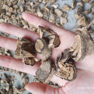 三加皮 中药材 刺三加 刺三甲 苦刺头 三甲皮刺五爪纯根干品500克