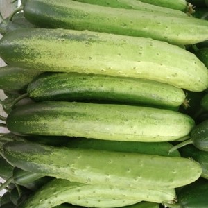 小黄瓜水果黄瓜新鲜5斤当季小青瓜云南生吃青瓜农家蔬菜