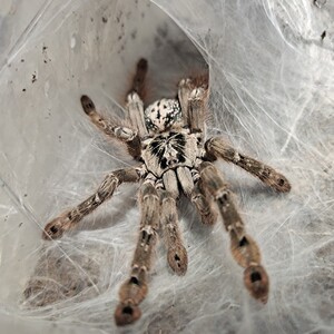 多哥星团巴布蜘蛛凶猛树栖巴布类蜘蛛另有羽毛脚巴布捕鸟蛛