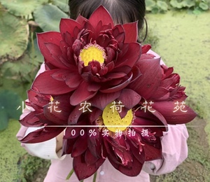 小花农荷花苑 墨红 碗莲新品目前最红品种 中大型品种 红到发黑