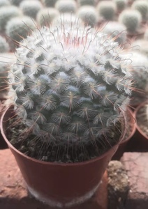 丰明丸实生仙人球多肉植物乳突属倒钩刺易开花仙人掌丰明玉室内花0人