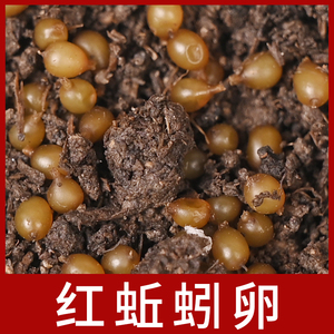 蚯蚓活饵鲜活红蚯蚓活体蚯蚓卵蚯蚓蛋蚯蚓茧蚯蚓种苗养殖大平2号