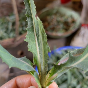 苦菊新鲜野生