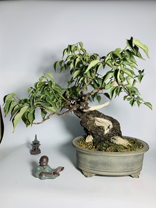 进口日本甲洲野梅矮霸中品舍利干临水式造型稀有名贵中小型盆景