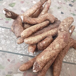 云南高山野生品种牛尾山药断款5斤净重29.6包邮断款非整根