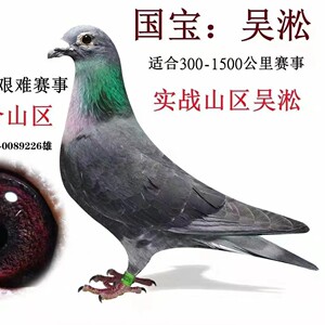 吴淞鸽子原配信鸽赛鸽小鸽种鸽活物幼鸽体纯白纯黑李鸟杨阿腾一对