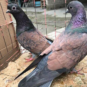 00同款货源cai棉人淘宝出公高飞鸽子四川铜麻高飞鸽子两只单公铜