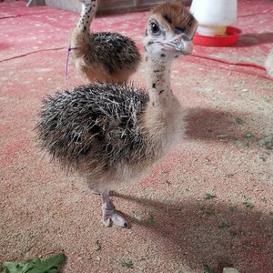 鸵鸟苗活体非洲鸵鸟幼苗脱温鸵鸟幼崽大型非洲鸵鸟养殖鸵鸟包活