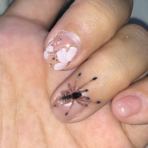 5cm 数栖经典粉色蜘蛛