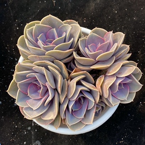 紫珍珠 欧版老桩群生一物一拍精品多肉 尚栽花店优选阳台植物美观