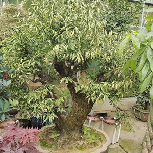 大型骨里红红梅盆景老桩 矮霸红梅梅花老桩实物庭院酒店摆放树桩