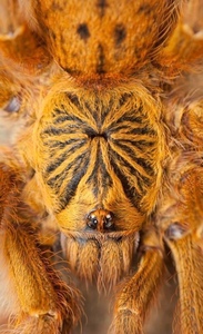 全身橙色的蜘蛛图片