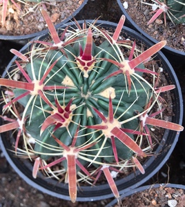 日出实生仙人球强刺红宽刺好养易活创意盆栽开花创意摆设全店包邮