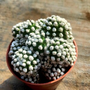 明日香姬仙人球包邮