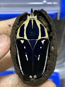 乌干达新款公母新虫花金龟幼虫成虫甲虫宠物