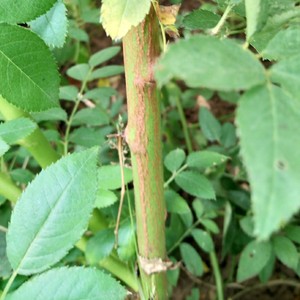 特惠无刺蔷薇直杆 独杆   月季嫁接砧木