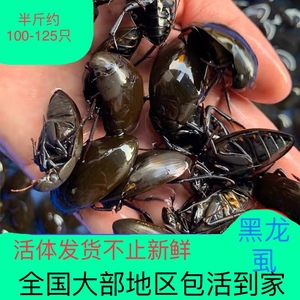 黑边龙虱活体鲜活水蟑螂宠物中药材药食水鳖虫苗酒甲虫250g