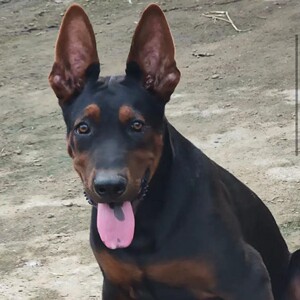 纯种莱州红犬幼犬活体苏联红犬大型巨型狼狗护卫犬看家护院犬大型